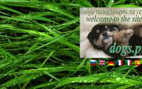dogs.pw